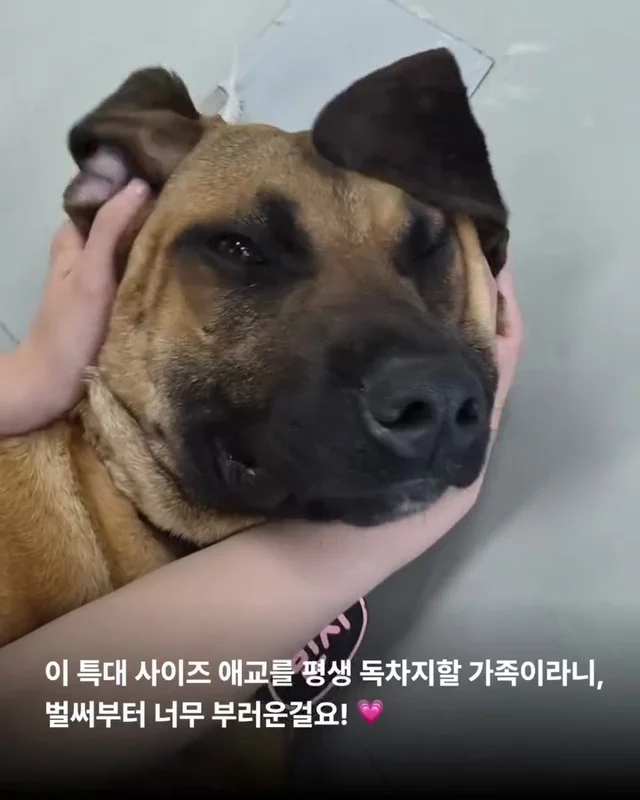 사람을 용서한 개 현장 사진