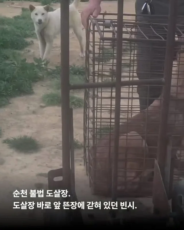 사람을 용서한 개 현장 사진