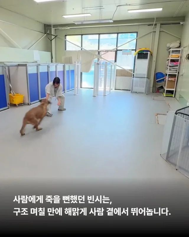 사람을 용서한 개 현장 사진