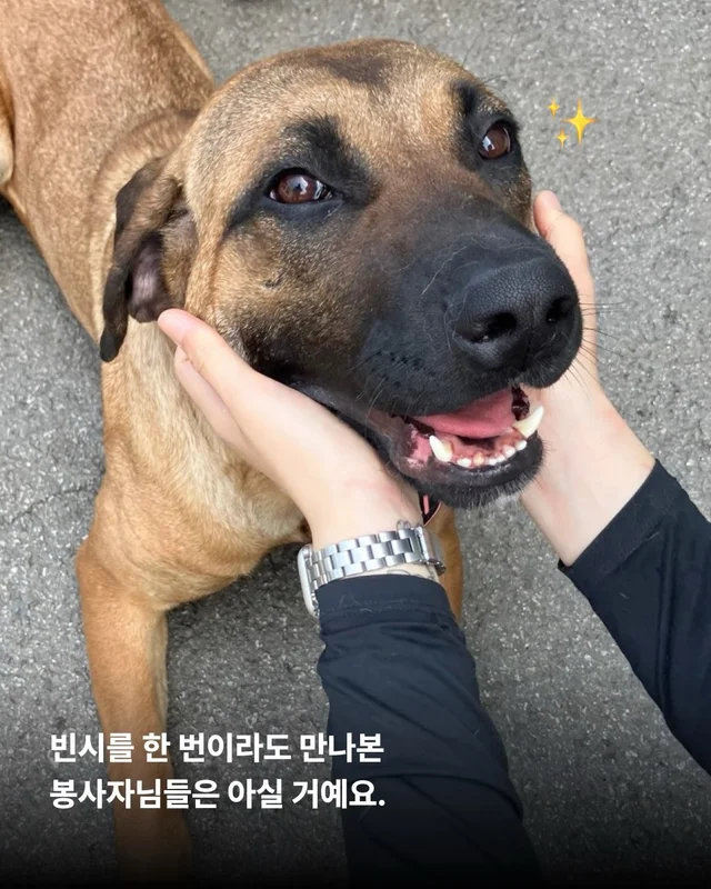 사람을 용서한 개 현장 사진
