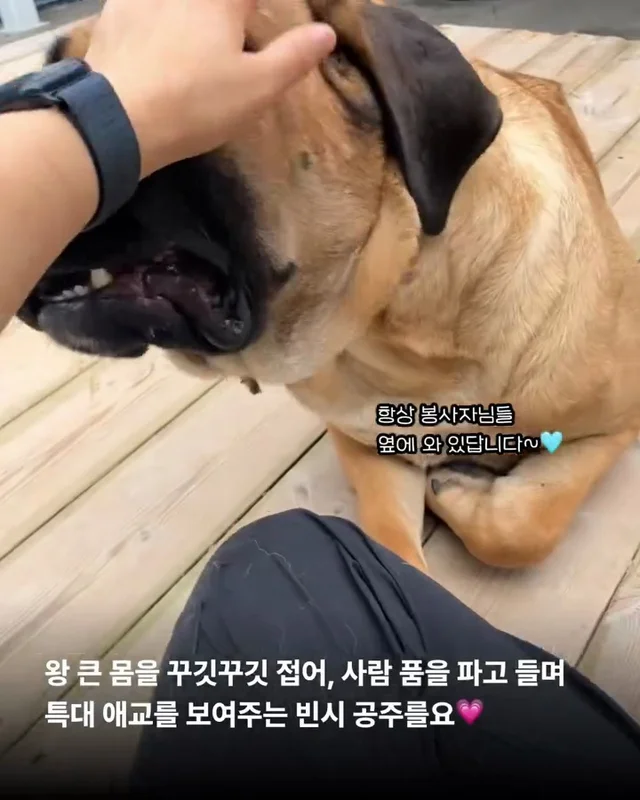 사람을 용서한 개 현장 사진
