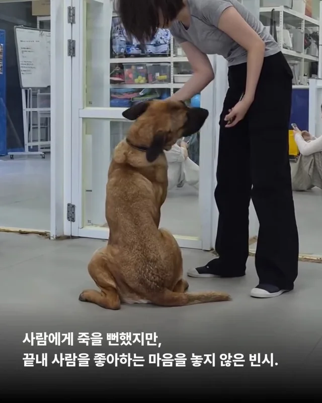 사람을 용서한 개 현장 사진