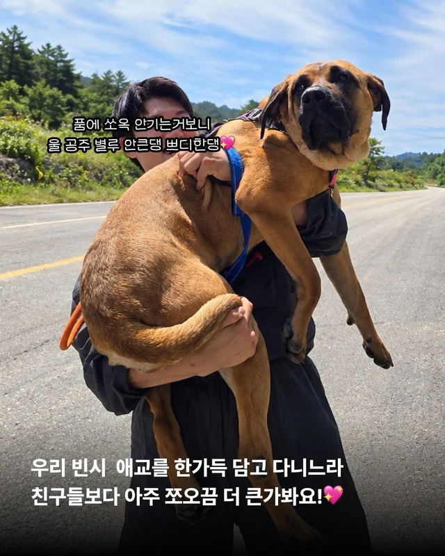 사람을 용서한 개 현장 사진