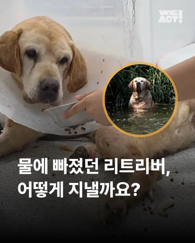 물에 빠졌던 리트리버 어떻게 지내고 있을까 현장 사진