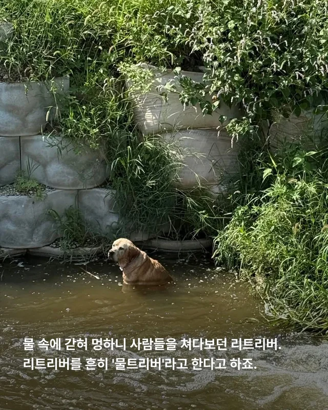 물에 빠졌던 리트리버 어떻게 지내고 있을까 현장 사진