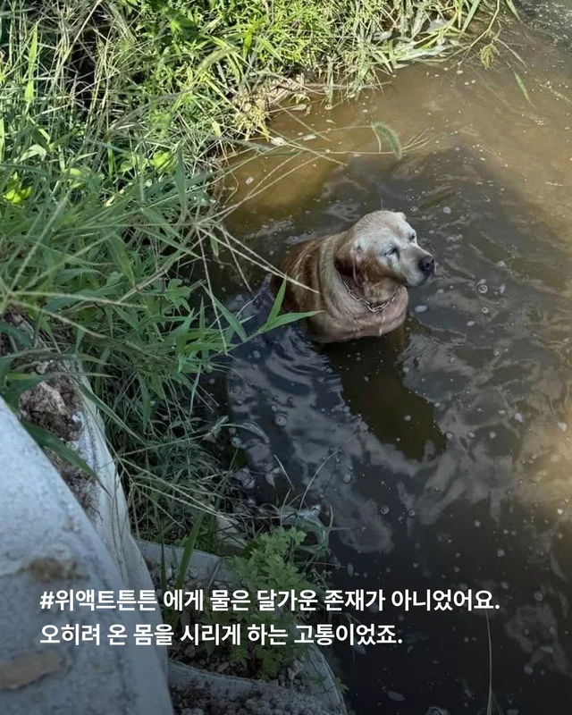물에 빠졌던 리트리버 어떻게 지내고 있을까 현장 사진