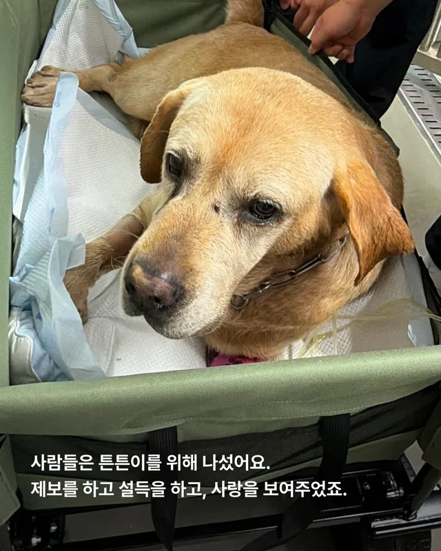 물에 빠졌던 리트리버 어떻게 지내고 있을까 현장 사진