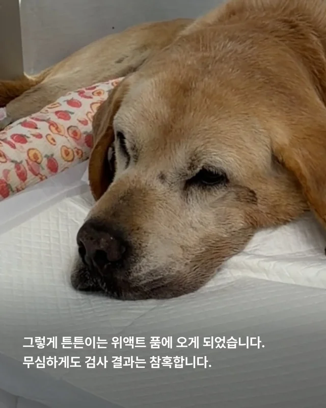 물에 빠졌던 리트리버 어떻게 지내고 있을까 현장 사진