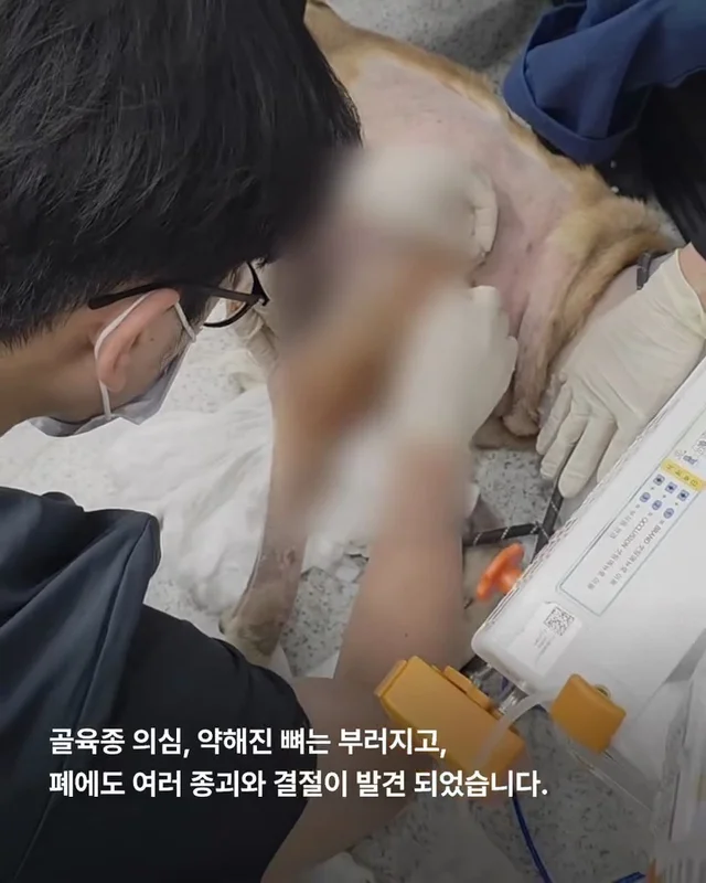 물에 빠졌던 리트리버 어떻게 지내고 있을까 현장 사진