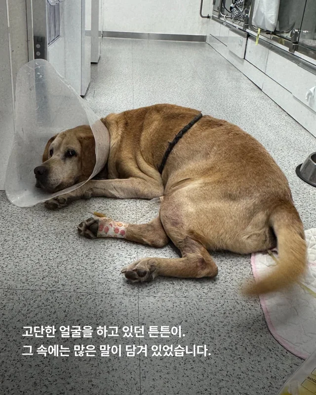 물에 빠졌던 리트리버 어떻게 지내고 있을까 현장 사진