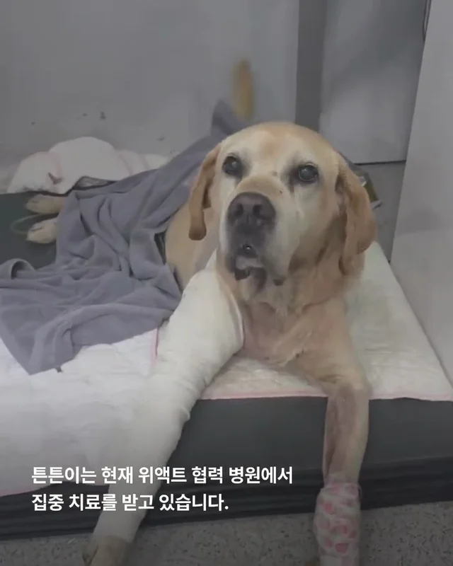 물에 빠졌던 리트리버 어떻게 지내고 있을까 현장 사진