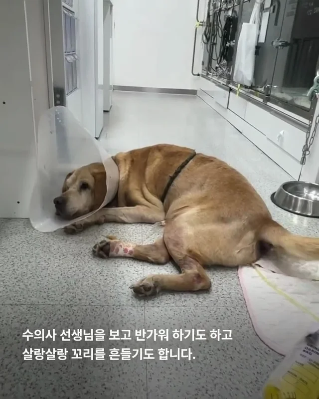 물에 빠졌던 리트리버 어떻게 지내고 있을까 현장 사진