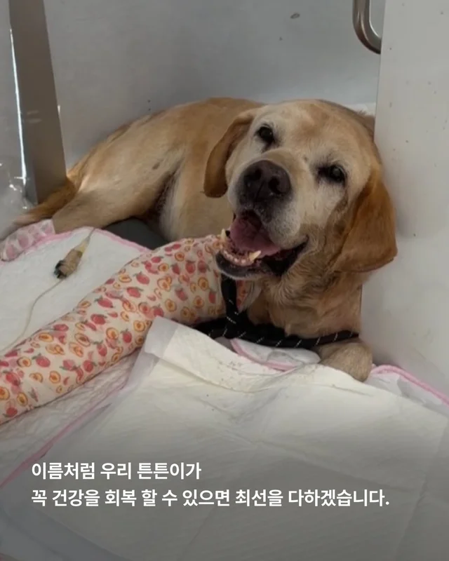 물에 빠졌던 리트리버 어떻게 지내고 있을까 현장 사진
