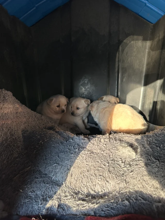 올무 걸린 유기견 현장 사진