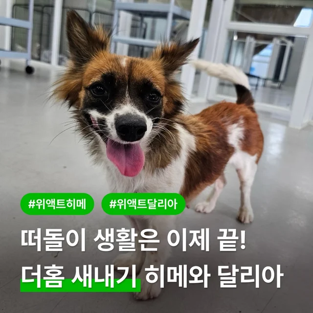 떠돌이 생활은 이제 끝! 더홈 새내기 히메와 달리아 현장 사진