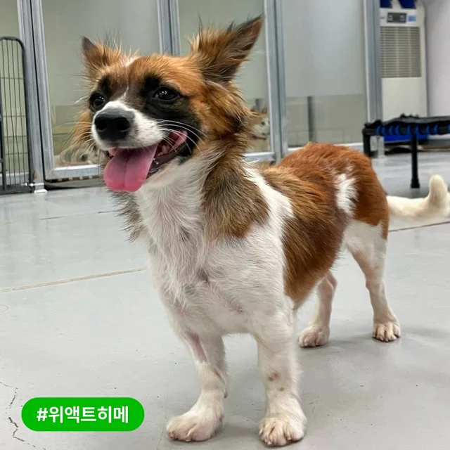 떠돌이 생활은 이제 끝! 더홈 새내기 히메와 달리아 현장 사진