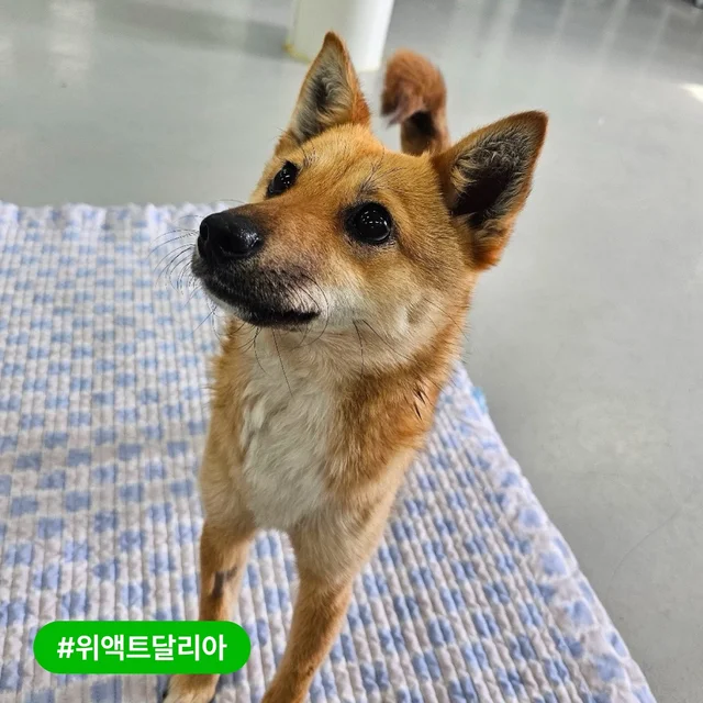 떠돌이 생활은 이제 끝! 더홈 새내기 히메와 달리아 현장 사진