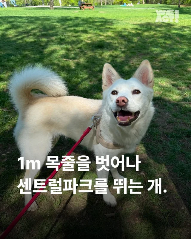 1m 목줄을 벗어나 센트럴파크를 뛰는 개 현장 사진