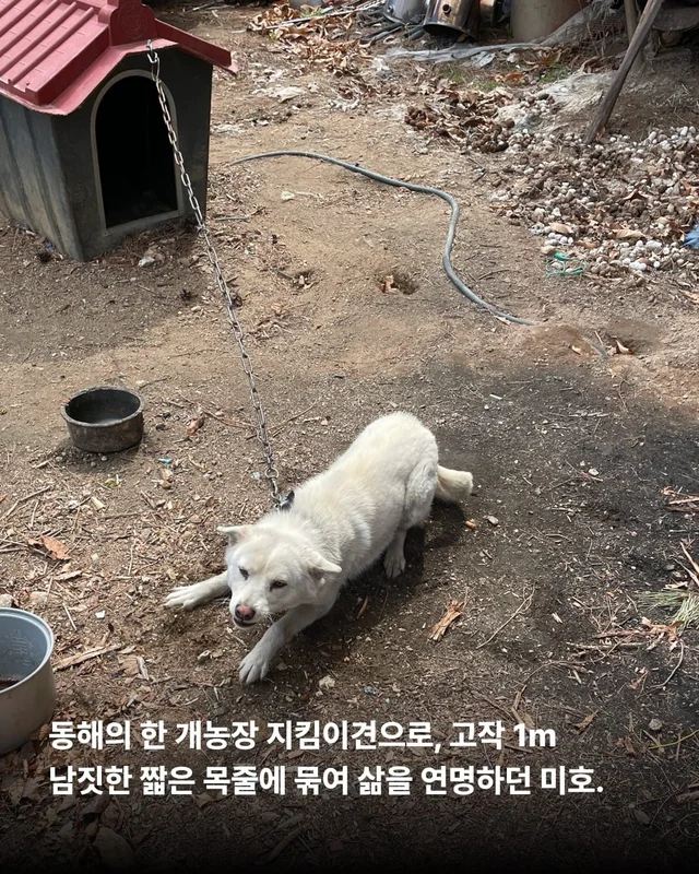 1m 목줄을 벗어나 센트럴파크를 뛰는 개 현장 사진