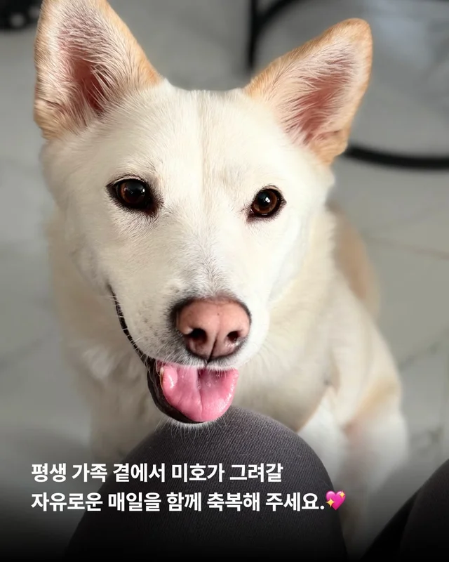 1m 목줄을 벗어나 센트럴파크를 뛰는 개 현장 사진
