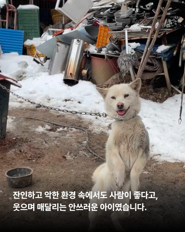 1m 목줄을 벗어나 센트럴파크를 뛰는 개 현장 사진