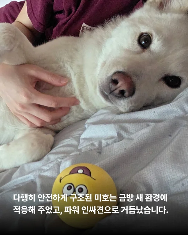 1m 목줄을 벗어나 센트럴파크를 뛰는 개 현장 사진
