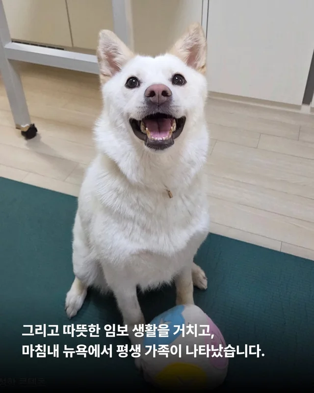 1m 목줄을 벗어나 센트럴파크를 뛰는 개 현장 사진