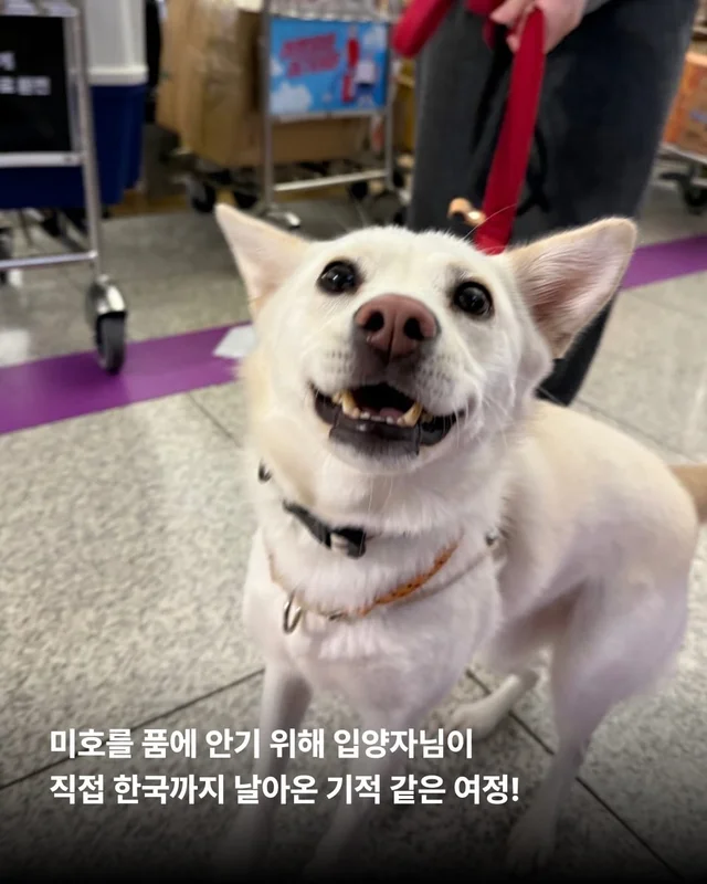 1m 목줄을 벗어나 센트럴파크를 뛰는 개 현장 사진