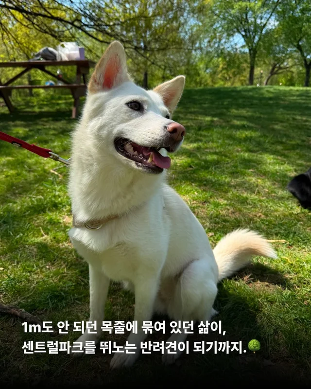 1m 목줄을 벗어나 센트럴파크를 뛰는 개 현장 사진