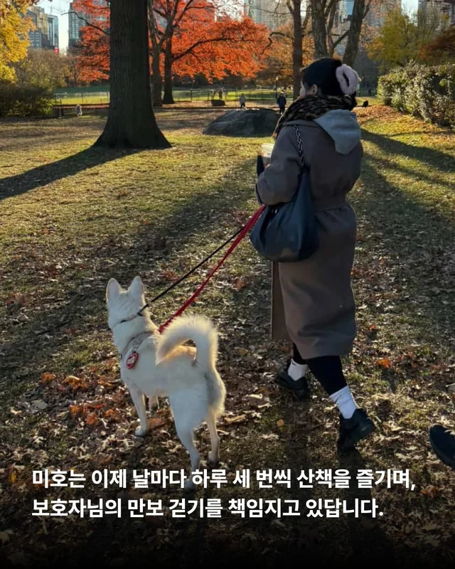 1m 목줄을 벗어나 센트럴파크를 뛰는 개 현장 사진