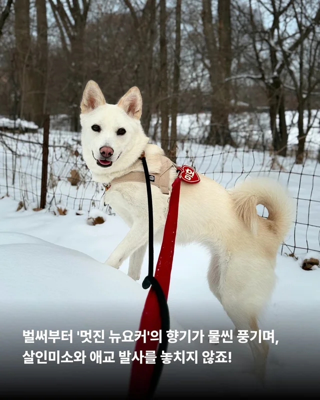 1m 목줄을 벗어나 센트럴파크를 뛰는 개 현장 사진