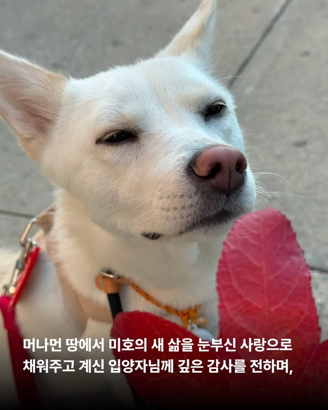 1m 목줄을 벗어나 센트럴파크를 뛰는 개 현장 사진