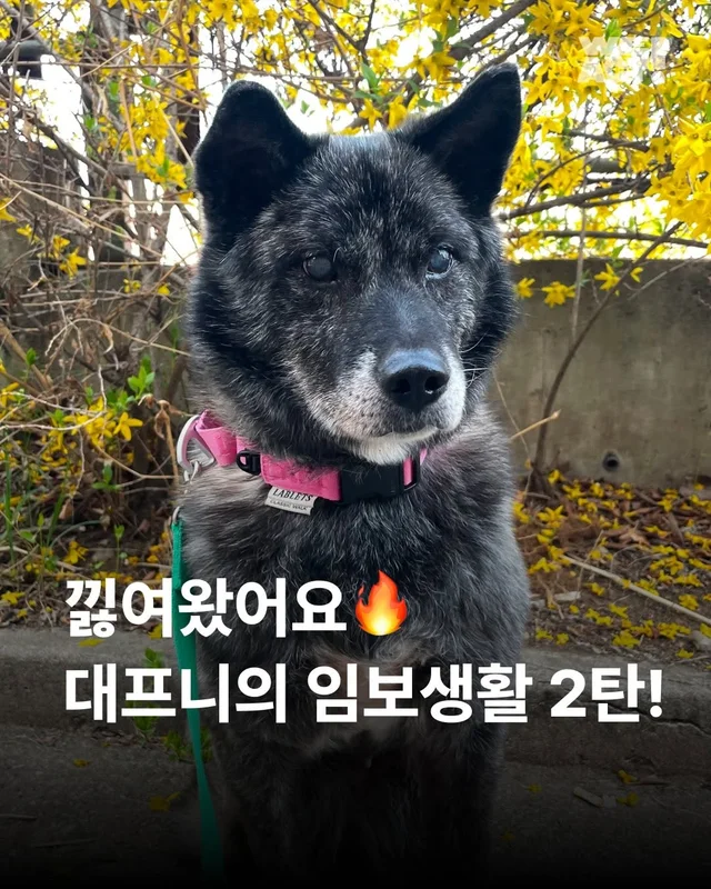 대프니 임보생활2탄 현장 사진