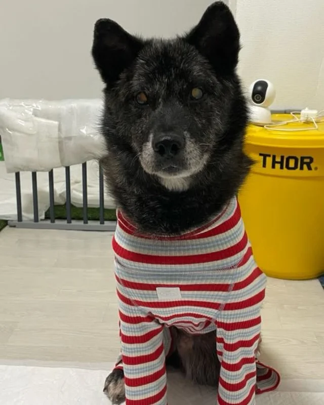 대프니 임보생활2탄 현장 사진
