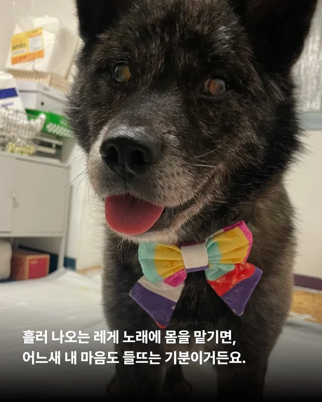 대프니 임보생활2탄 현장 사진