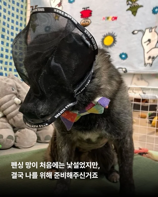 대프니 임보생활2탄 현장 사진