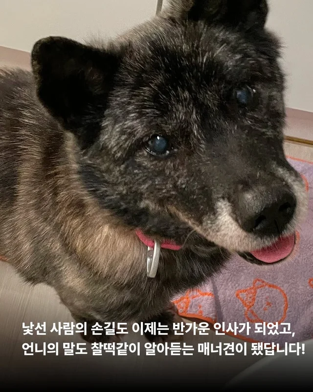대프니 임보생활2탄 현장 사진