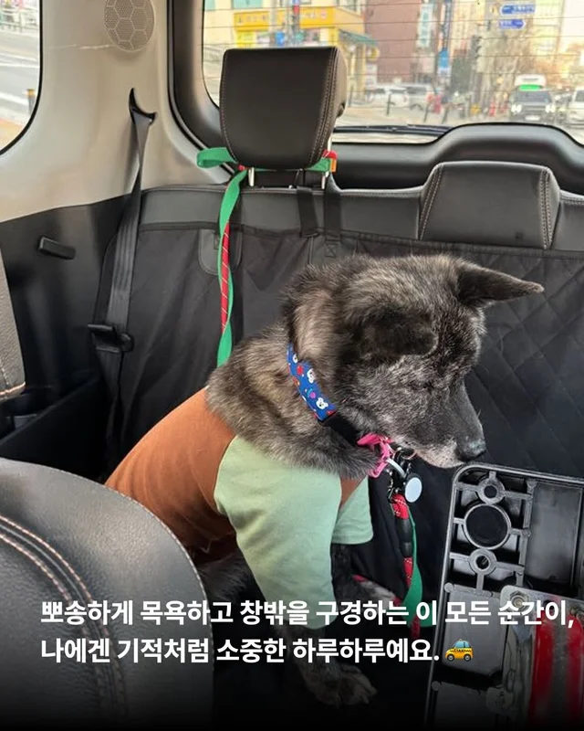 대프니 임보생활2탄 현장 사진