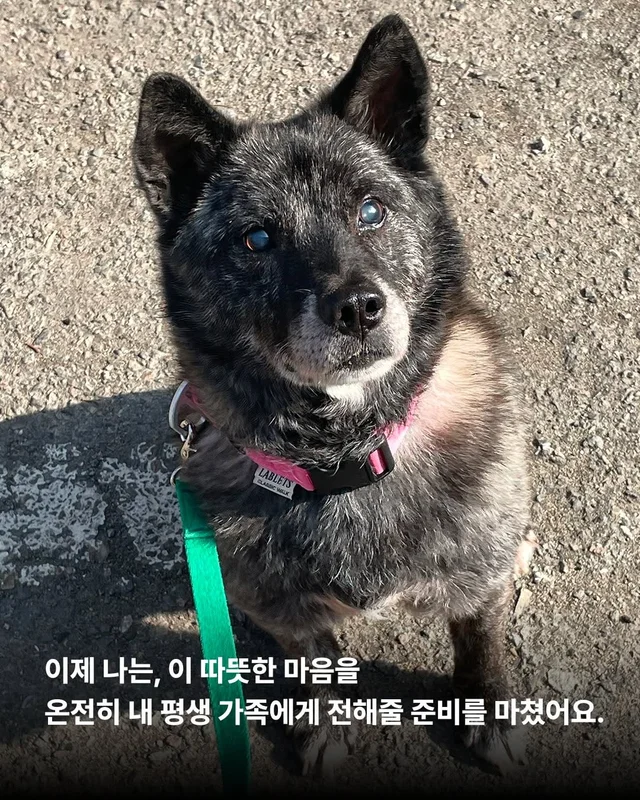 대프니 임보생활2탄 현장 사진