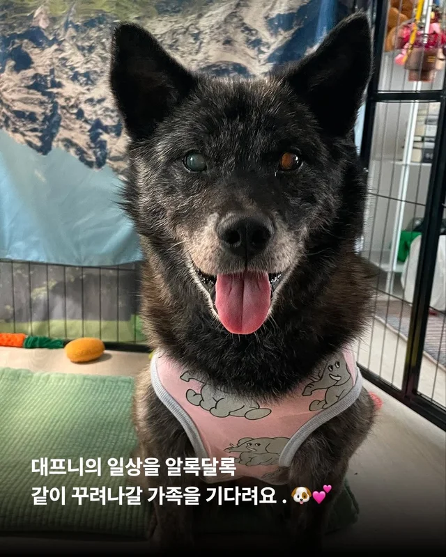 대프니 임보생활2탄 현장 사진