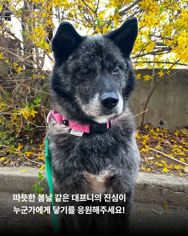 대프니 임보생활2탄 현장 사진