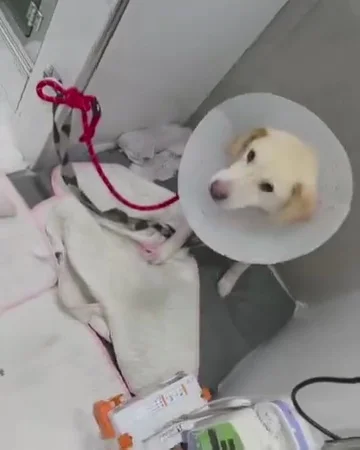 최악을 말했지만 희망을 보았습니다 현장 사진