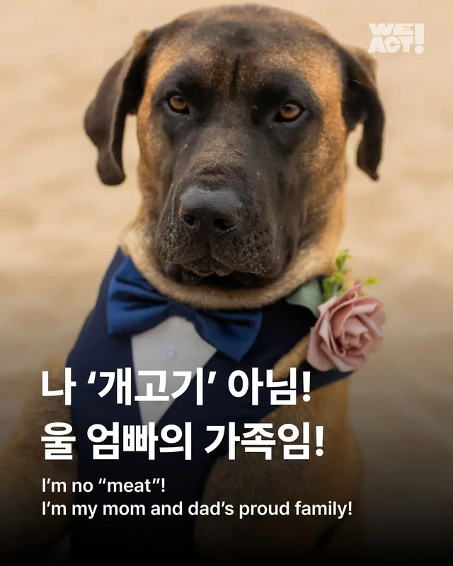 나 ’개고기‘ 아님! 울 엄빠의 가족임! 현장 사진