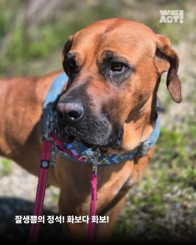 나 ’개고기‘ 아님! 울 엄빠의 가족임! 현장 사진