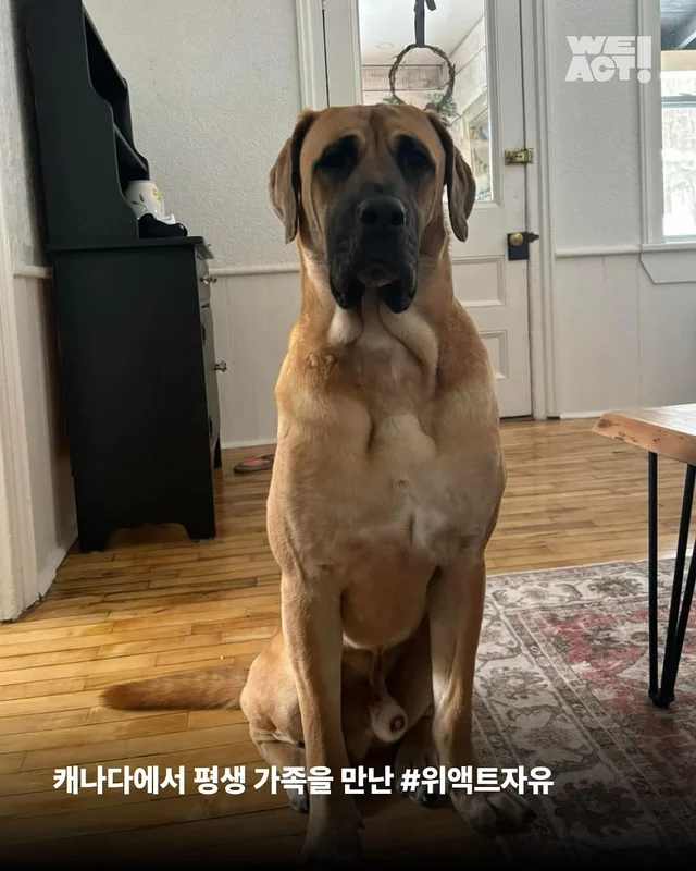 나 ’개고기‘ 아님! 울 엄빠의 가족임! 현장 사진