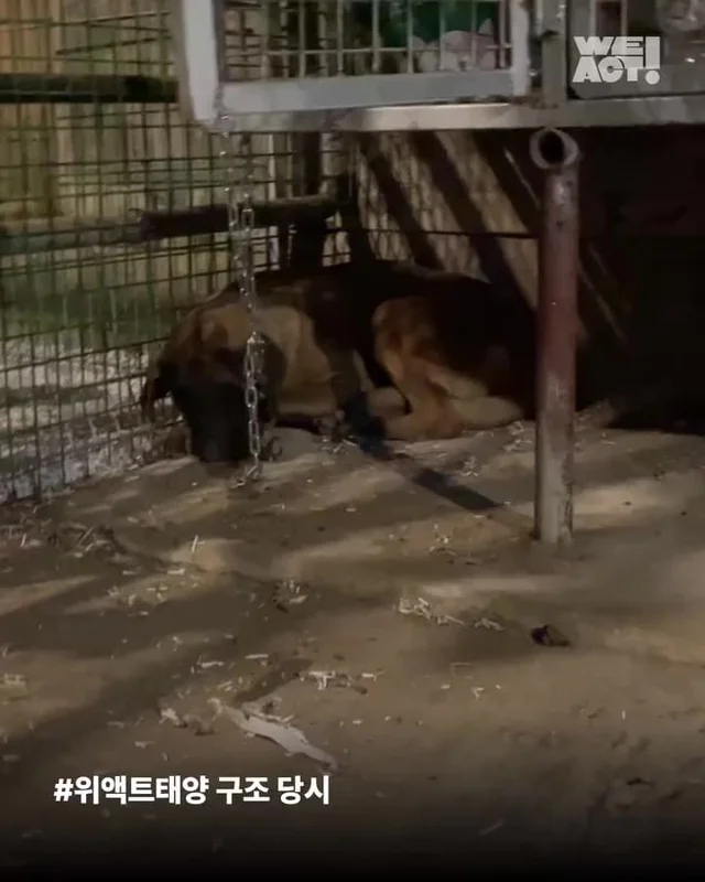 나 ’개고기‘ 아님! 울 엄빠의 가족임! 현장 사진