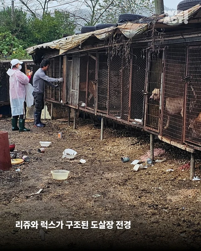 나 ’개고기‘ 아님! 울 엄빠의 가족임! 현장 사진