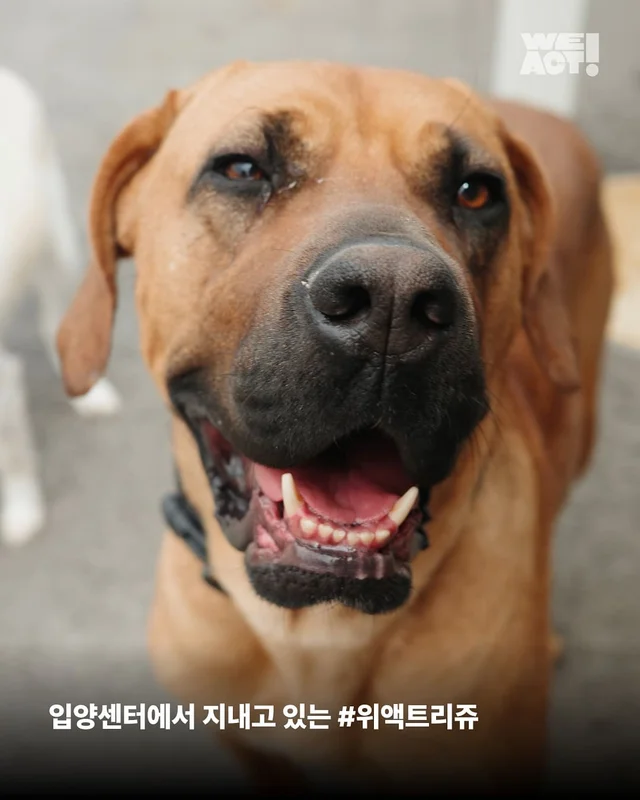 나 ’개고기‘ 아님! 울 엄빠의 가족임! 현장 사진