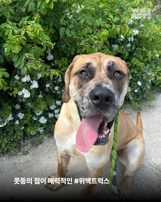 나 ’개고기‘ 아님! 울 엄빠의 가족임! 현장 사진