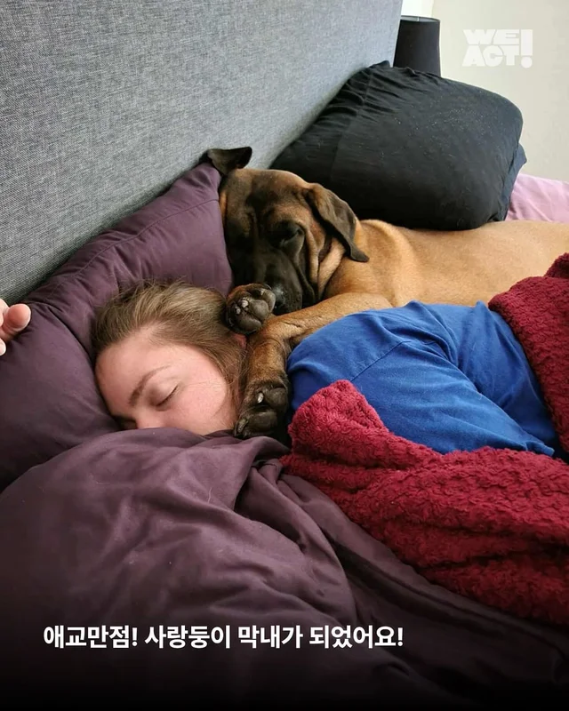 나 ’개고기‘ 아님! 울 엄빠의 가족임! 현장 사진